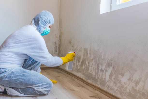 Licensed Basement Mold Remediation service in Harrison, NY - WQB Mold Removal