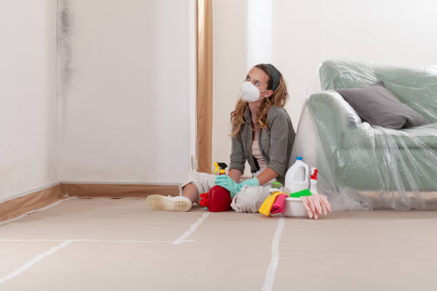 Reliable Basement Mold Remediation contractor in Harrison, NY by WQB Mold Removal