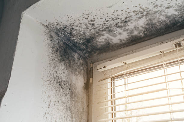 Affordable Basement Mold Remediation solutions in Harrison, NY